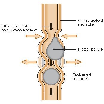 what is congenital esophagus in dogs