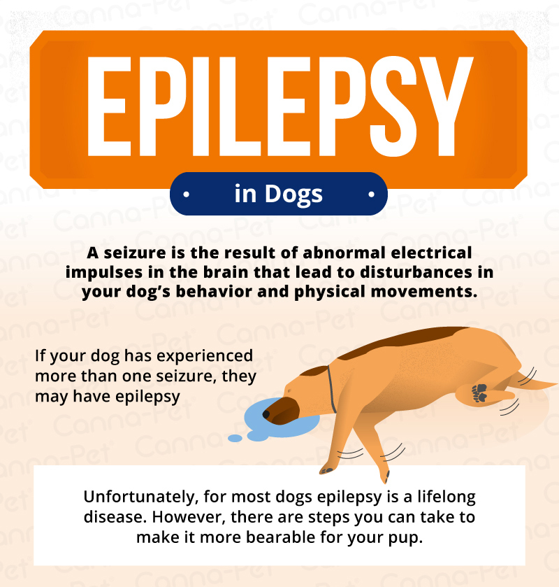 can seizures in dogs cause paralysis