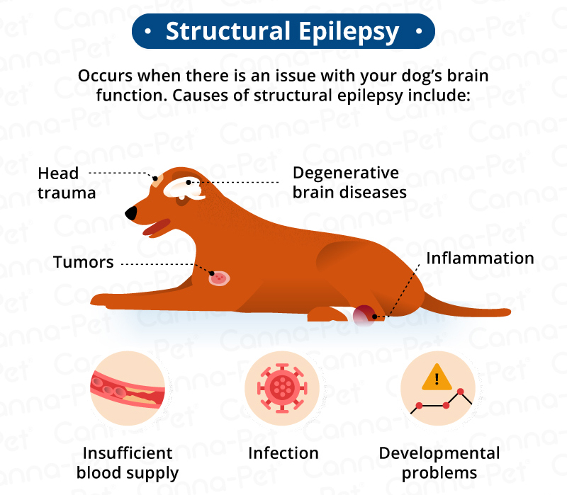 What Is Epilepsy In Dogs