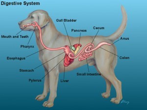 can a dog outgrow megaesophagus