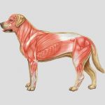 Myasthenia Gravis (MG) - Canine-Megaesophagus: All About ME