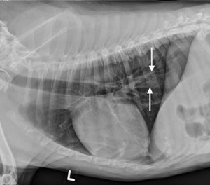 Myasthenia Gravis (MG) - Canine-Megaesophagus: All About ME